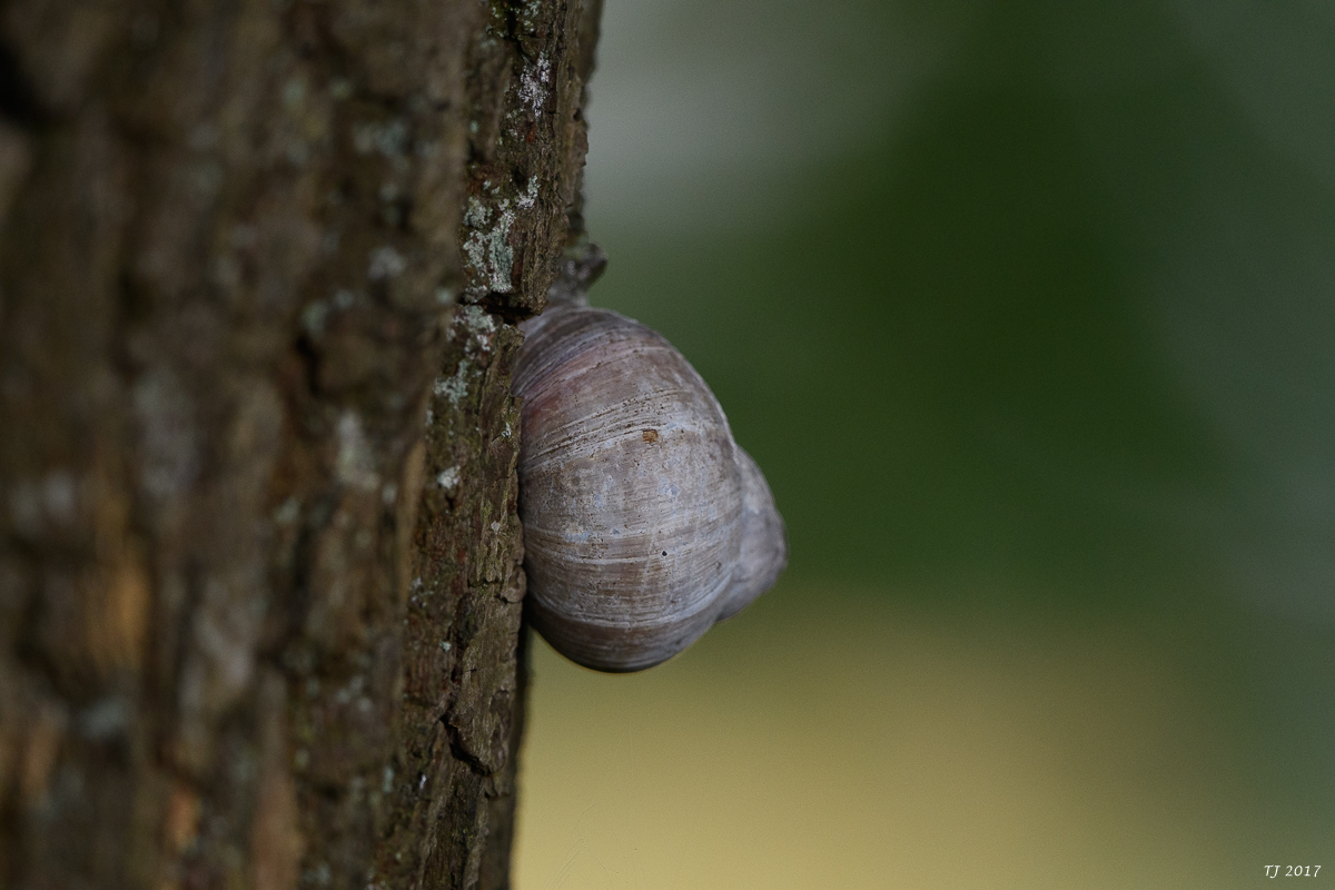 DSC_2239.jpg
