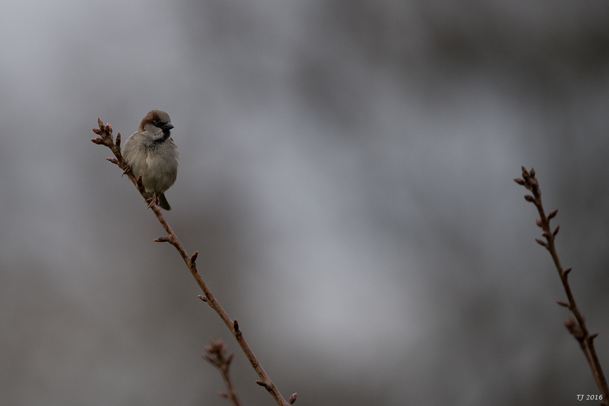 DSC_0815.jpg