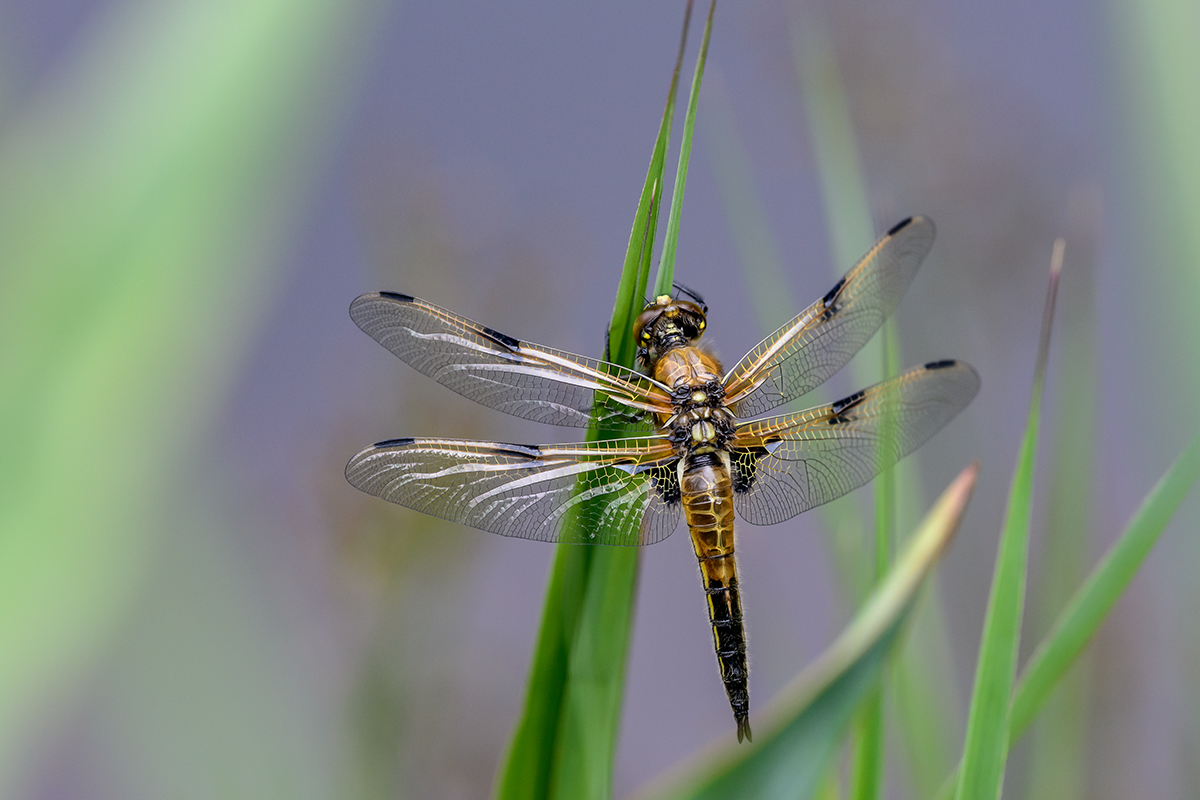 20200619_D850_0704NF.jpg