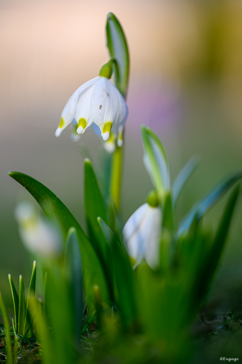 DSC_0775a.jpg