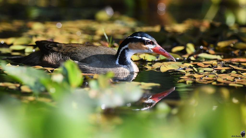 Zwergbinsenralle schwimmt in der Ufervegetation