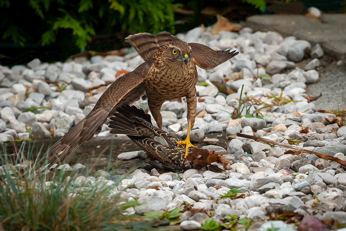 200910_A9_0593NF.jpg