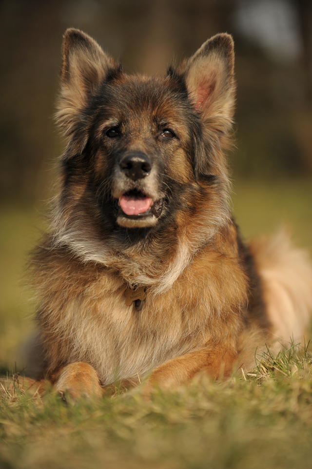 21375004lh.jpg