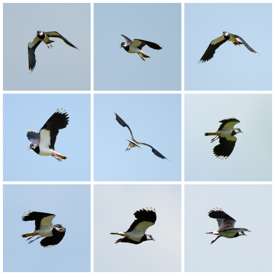 Kibitze%20im%20Flug.jpg