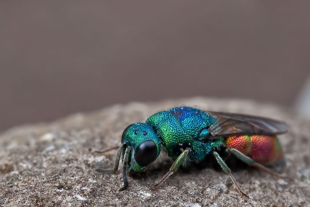 web-chrysis-marginata-5_filtered.jpg
