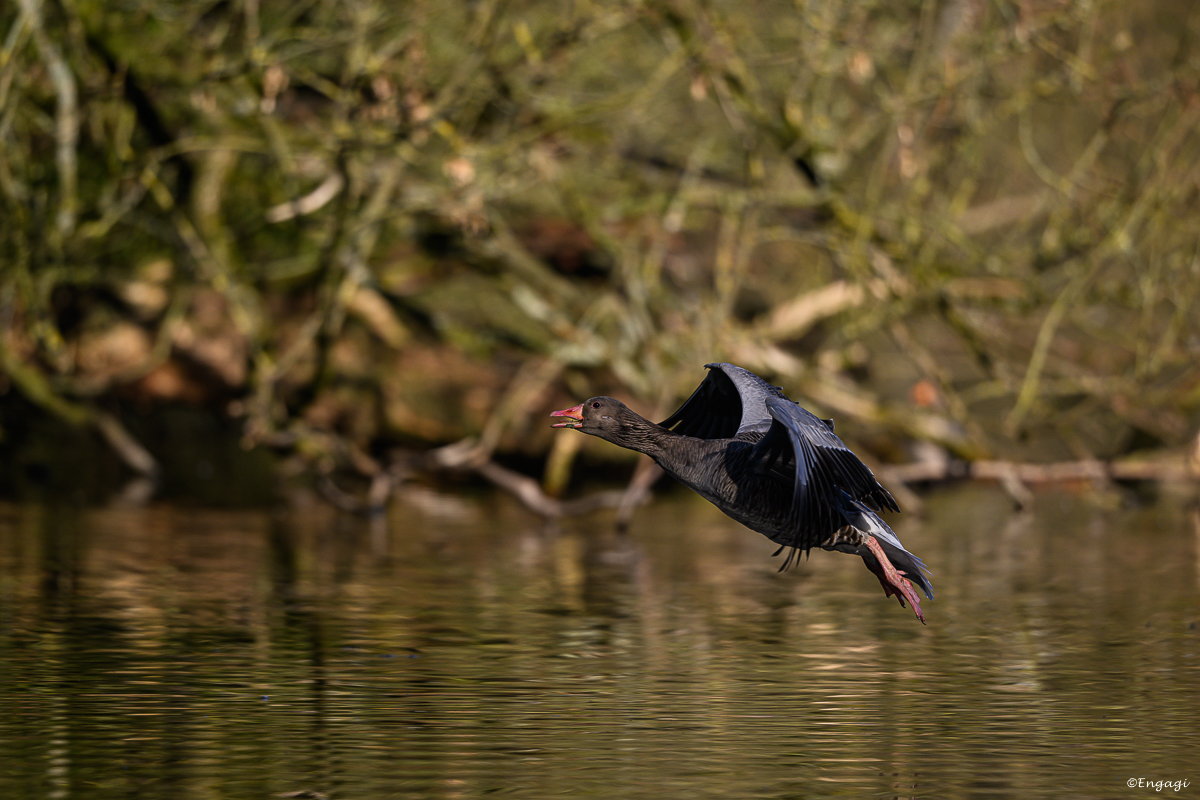 DSC_1619.jpg