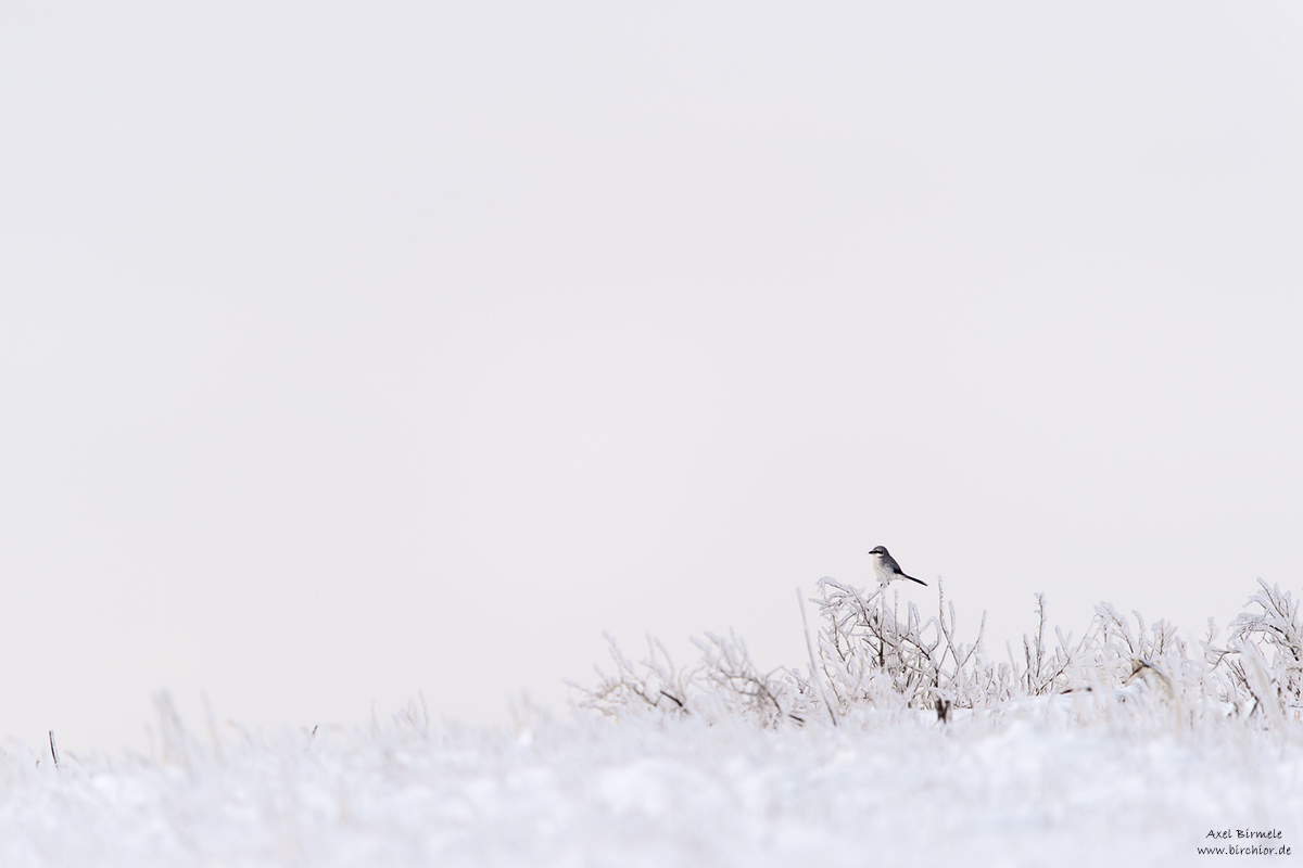 20160121_0533_PS_1200Px.jpg