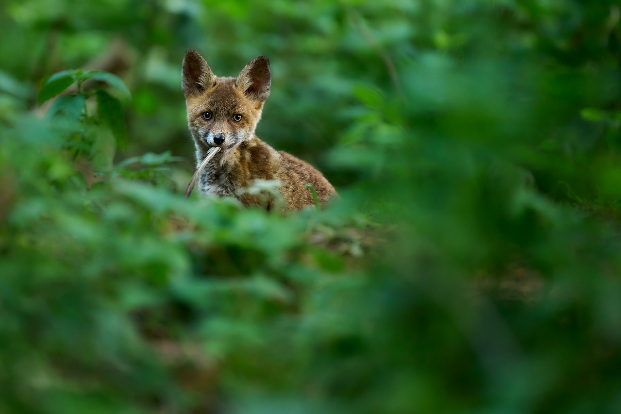 DSC_5804%202-X2.jpg