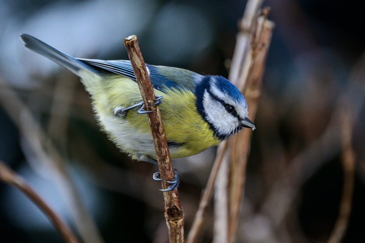 20201231_NZ6_4126NF.jpg