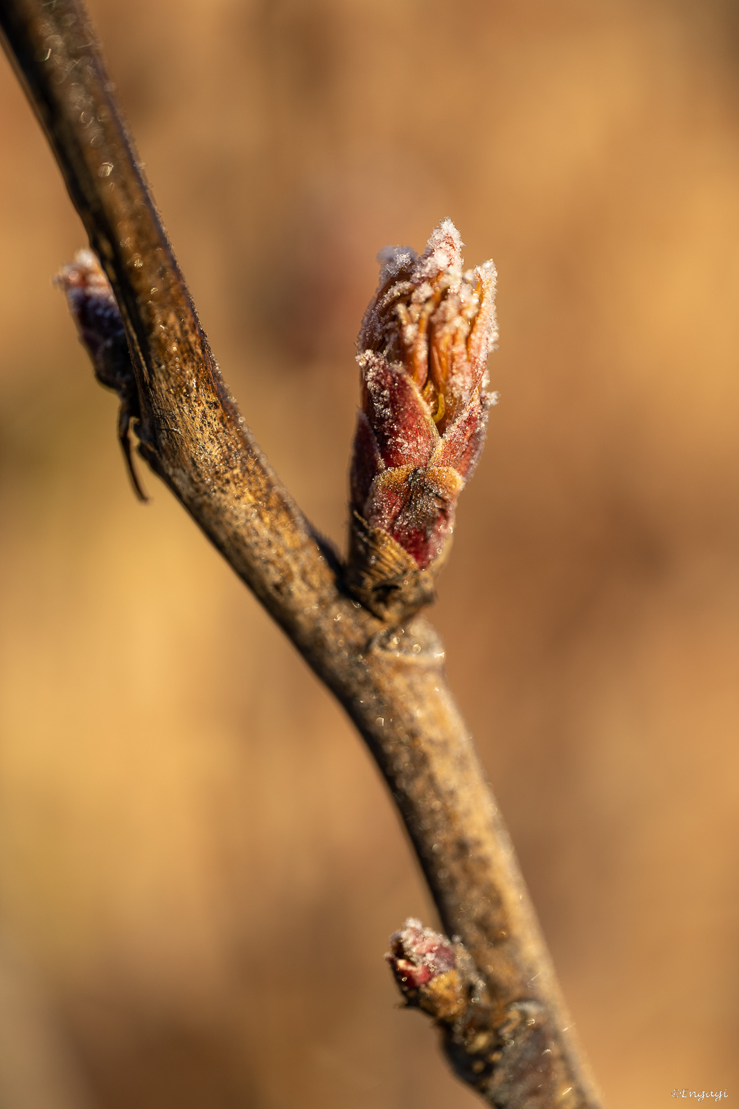 DSC_6080.jpg