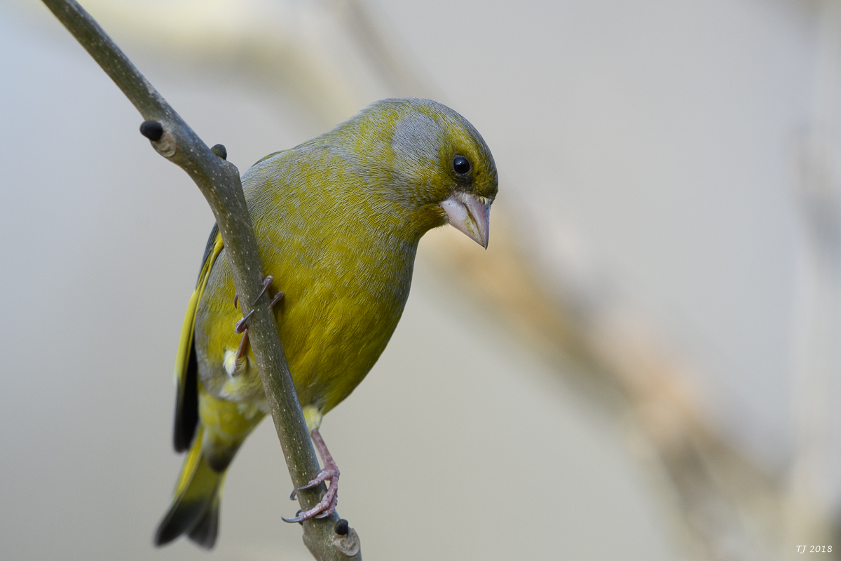 DSC_4940.jpg