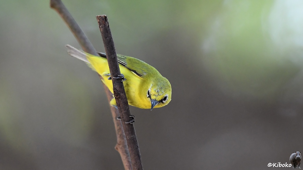 Das Bild zeigt einen kleinen gelben Vogel mit weißen Augenringen und schzwarzen, spitzen Schnabel an einem senkrecht verlafuenen Zweig.