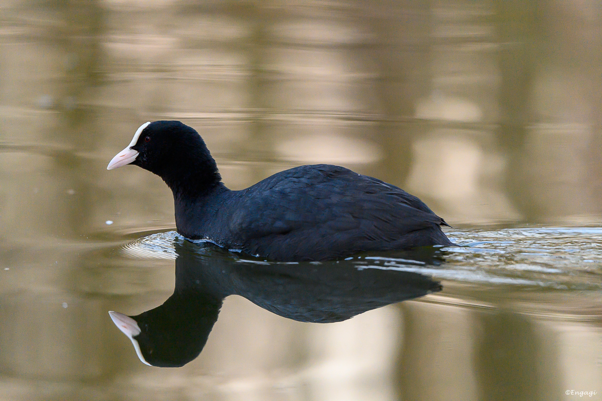 DSC_0862a.jpg