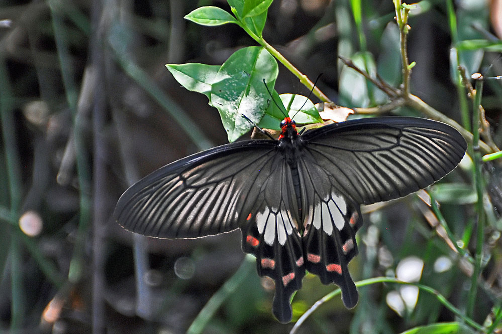 tf-mm-papilio_polytes.jpg