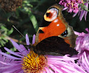 DSC_1695.JPG