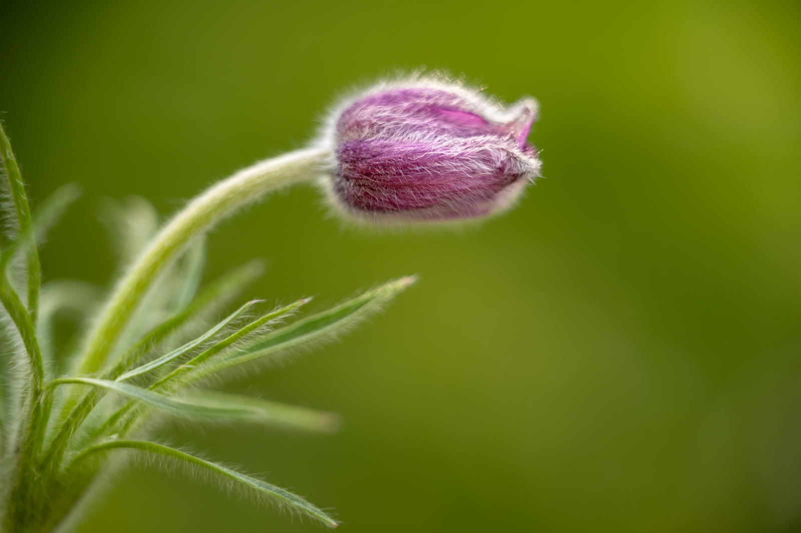 DSC_1602.jpg
