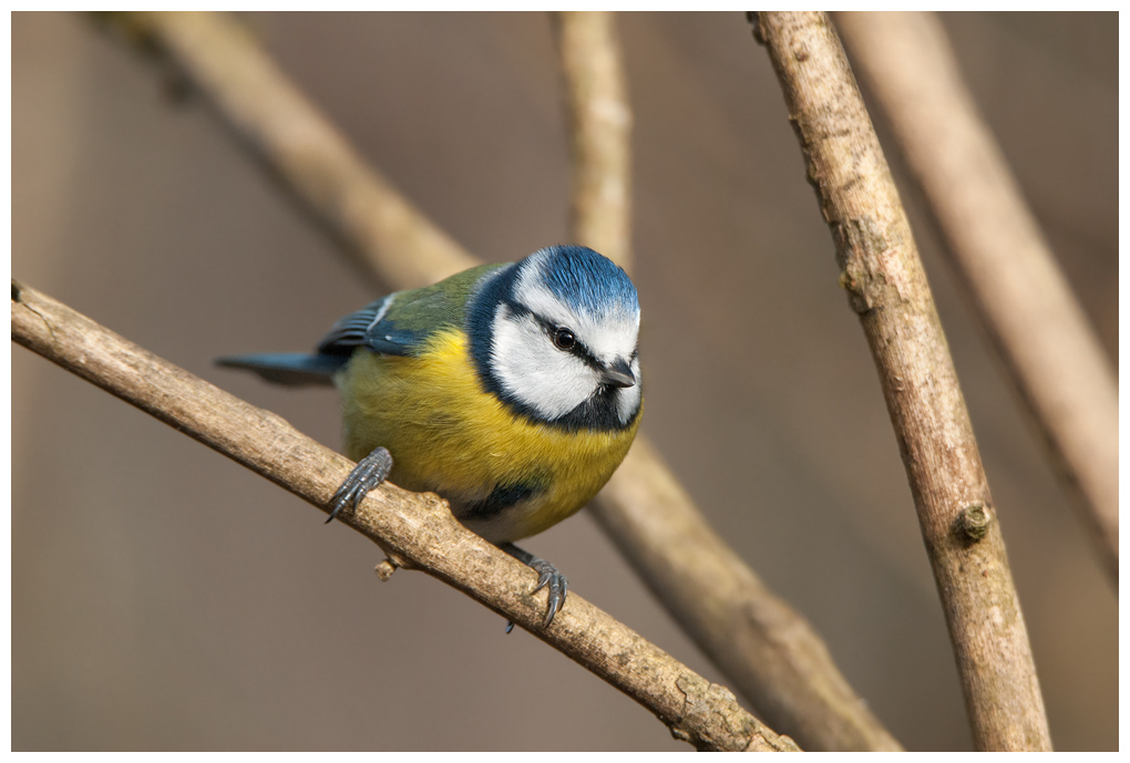 Blaumeise021.jpg