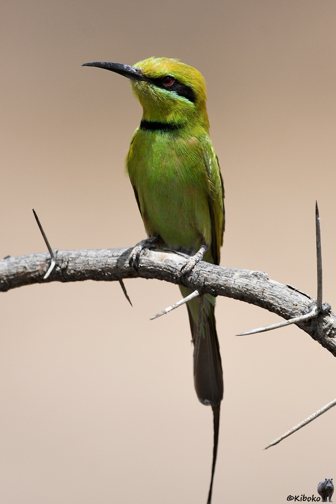 s736_Zakouma_LittleGreenBeeEater_0252_h.jpg