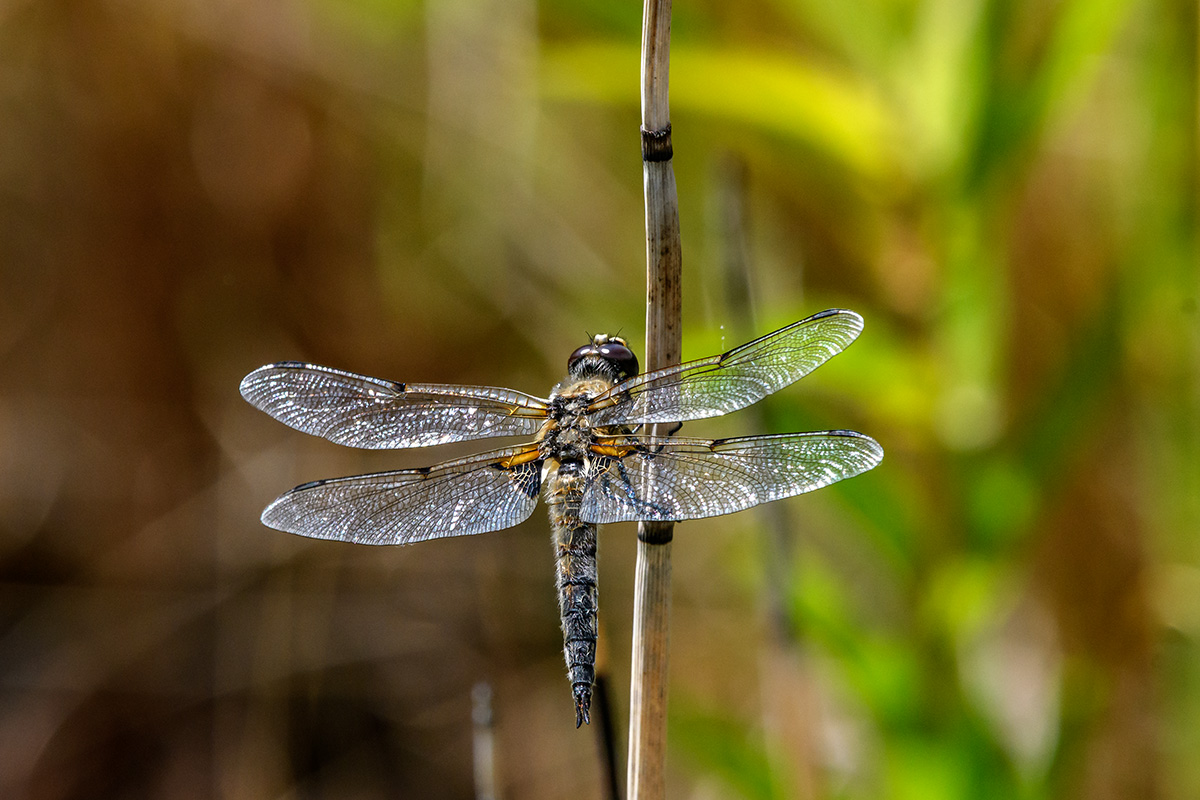 20180521_D500_3907NF.jpg