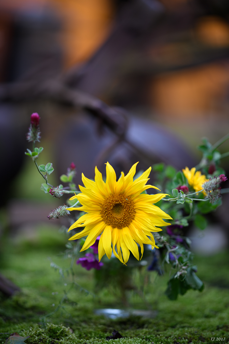 DSC_5896.jpg