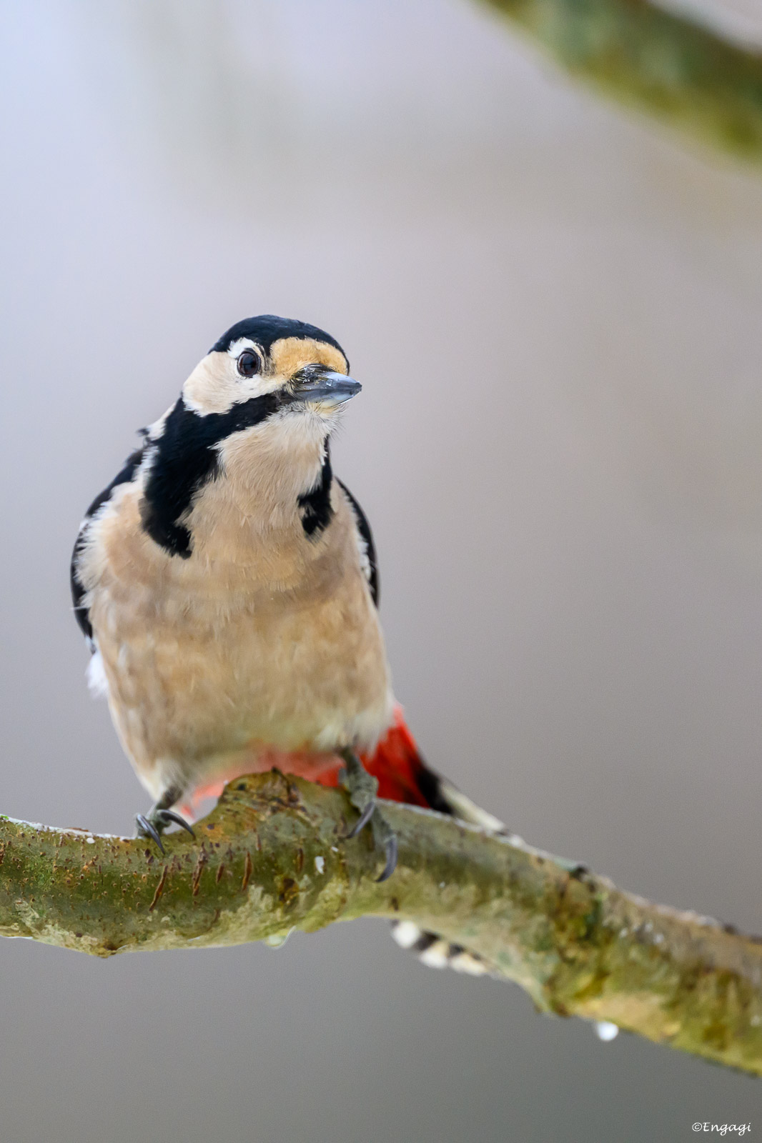 DSC_4374.jpg