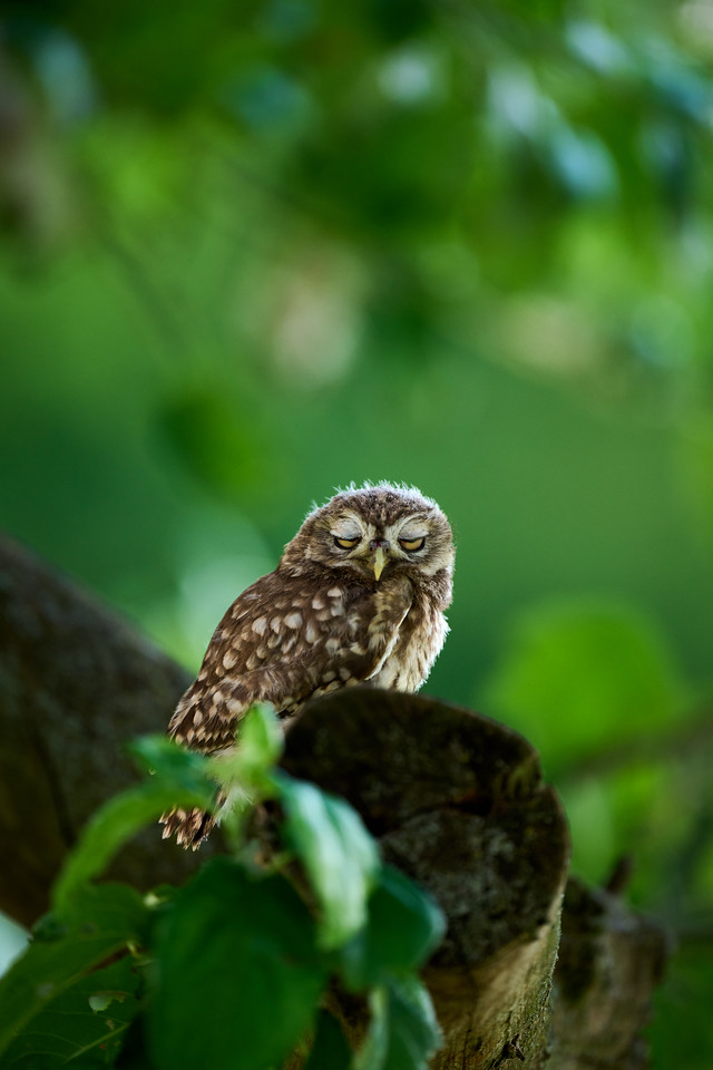 DSC_9902-X2.jpg