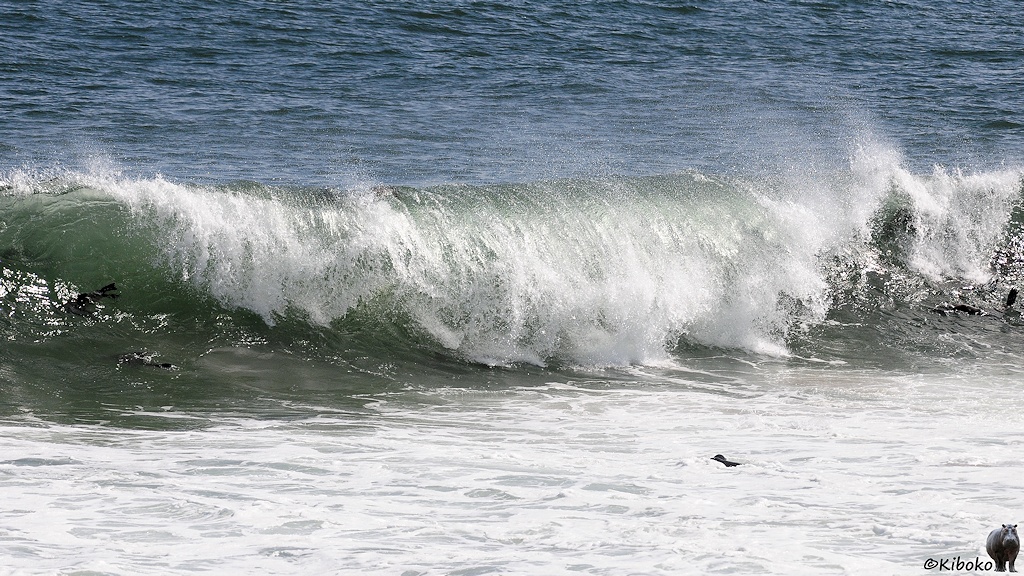 Eine große Welle im grünlichen Wasser bricht sich am Strand. Seelöwen schwimmen in der Welle.