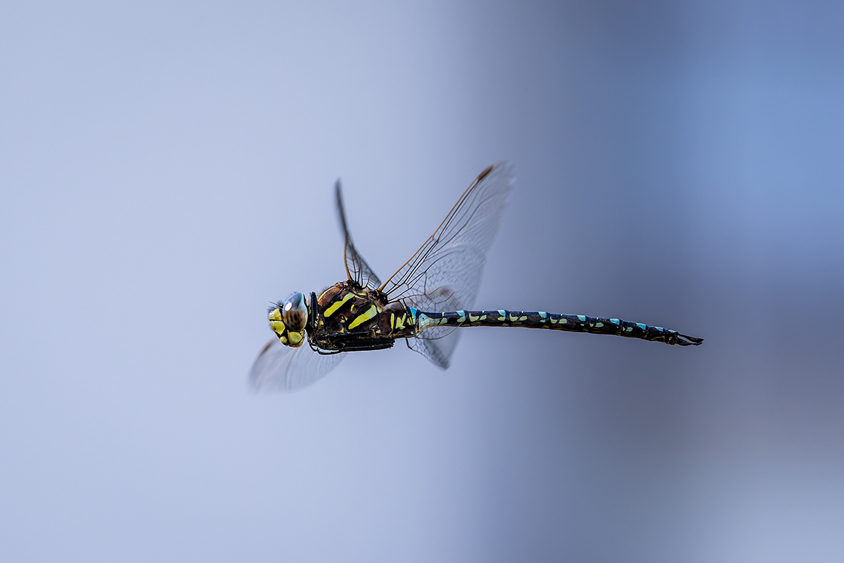 20220817_NZ9_2697_DPNF.jpg