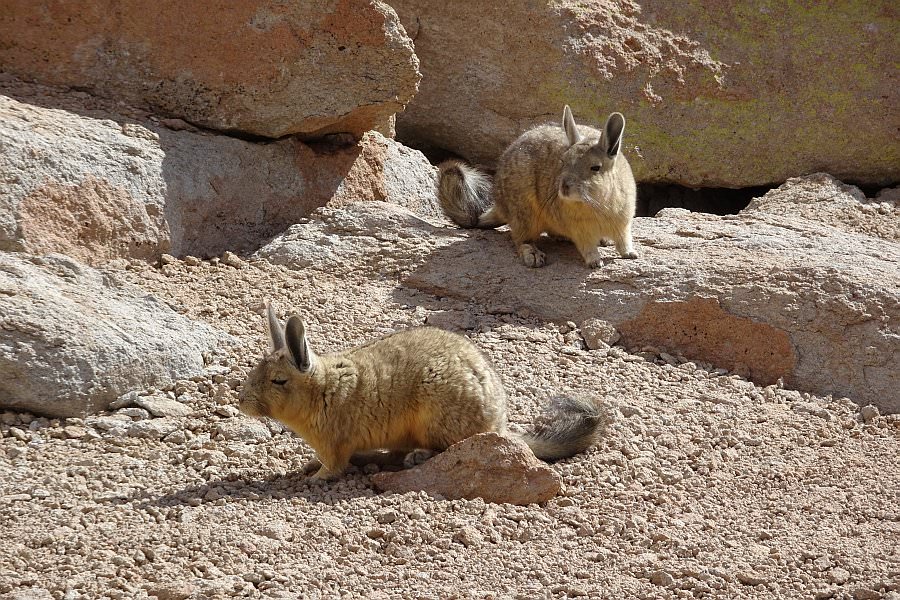 atacama16_045.jpg
