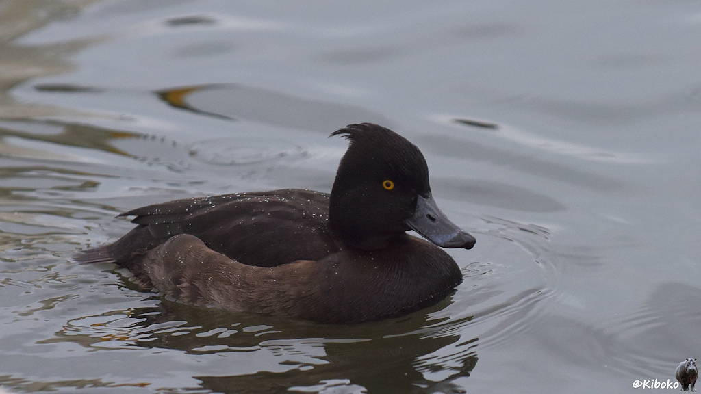 Eine dunkelbraune Ente mit braunem Bauch, schwarzen Schnabel und gelborangem Auge schwimmt auf Wasser.