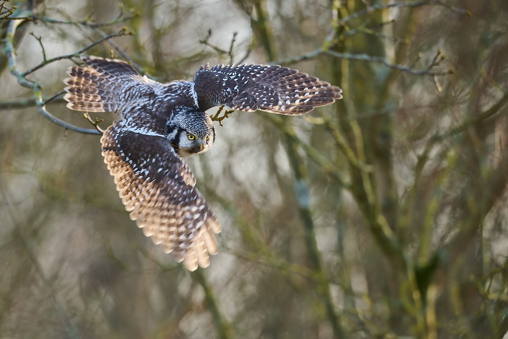DSC_0663-XL.jpg