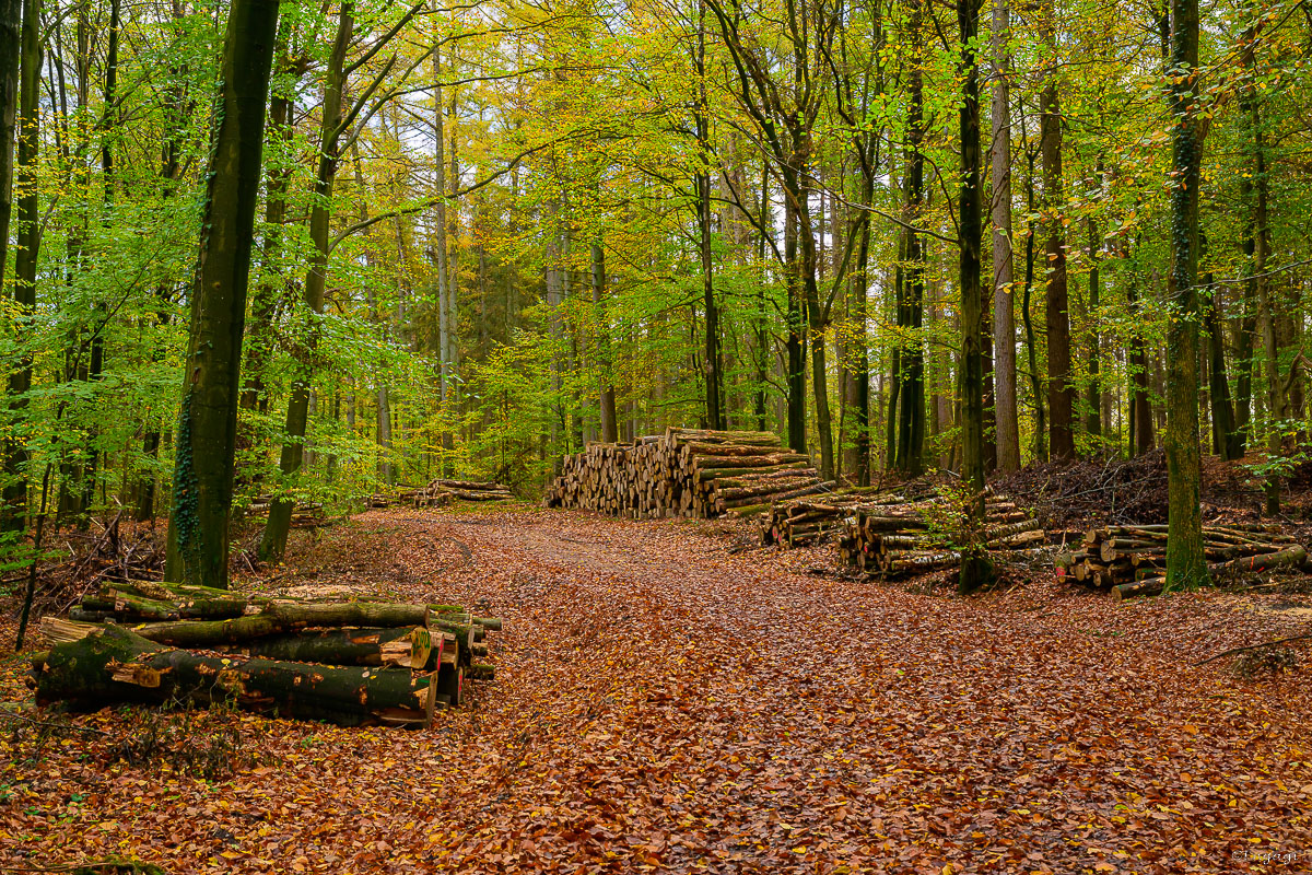 DSC_3578.jpg