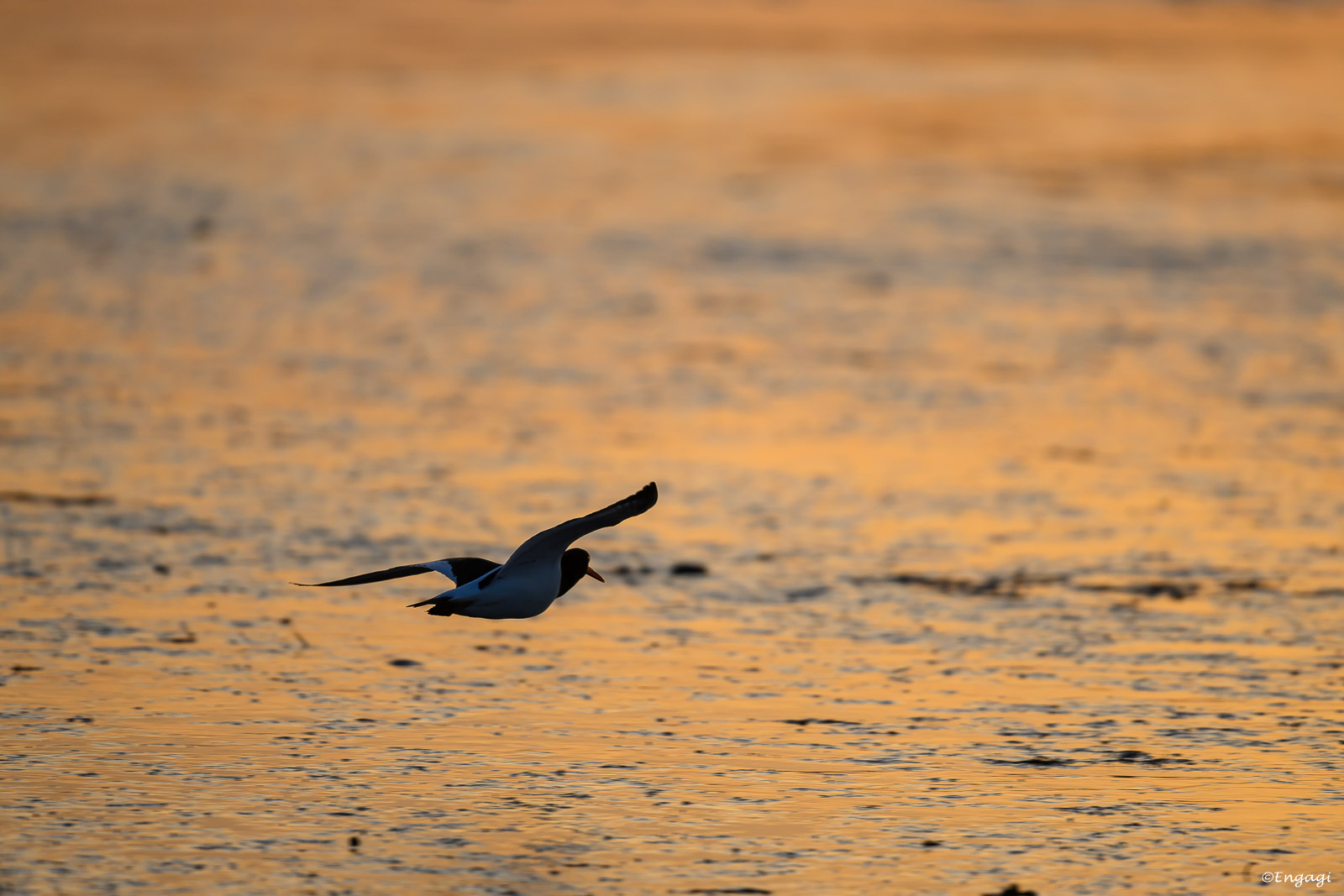 DSC_4057.jpg