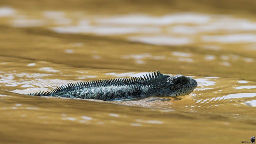 Ein blaugrüner Leguan schwimmt durch hellbraunes Wasser