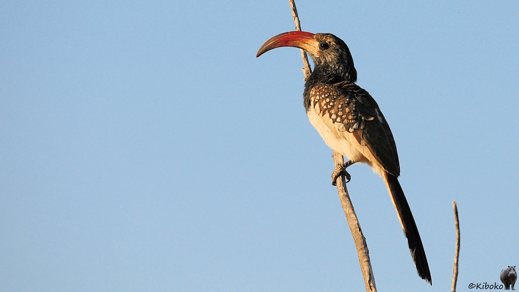 An einem senkrechten Ast sitzt in der Morgensonne ein Vogel mit braunen Flügeln, weißen Bauch und großen geboghenen Schabel mit roter Spitze und weißer Basis.