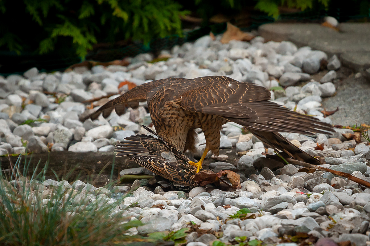 200910_A9_0595NF.jpg