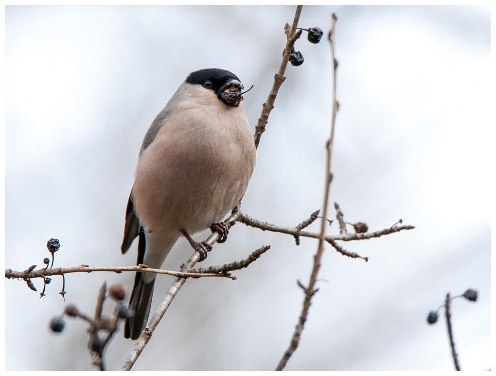 Dompfaff001.jpg