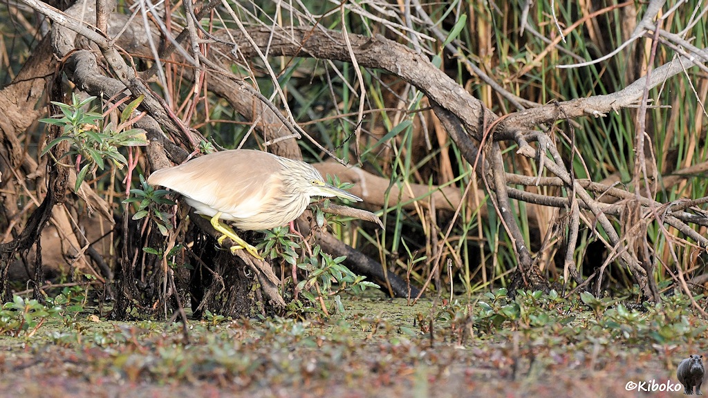 Das Bild zeigt einen hellbraunen Reiher mit weißem Bauch, gedrungenem Hals und gelben Beinen auf einem Ast in Ufernähe. Der Vogel schaut auf das mit feinblättrigen Wasserpflanzen überzogene Wasser.
