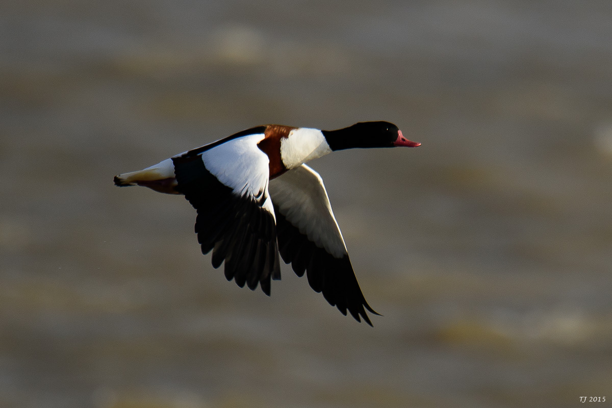 DSC_1588.jpg