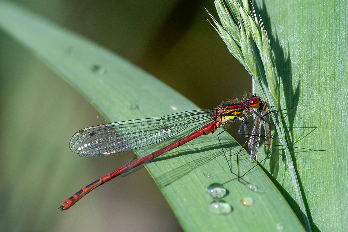 20180512_D500_2290NF.jpg