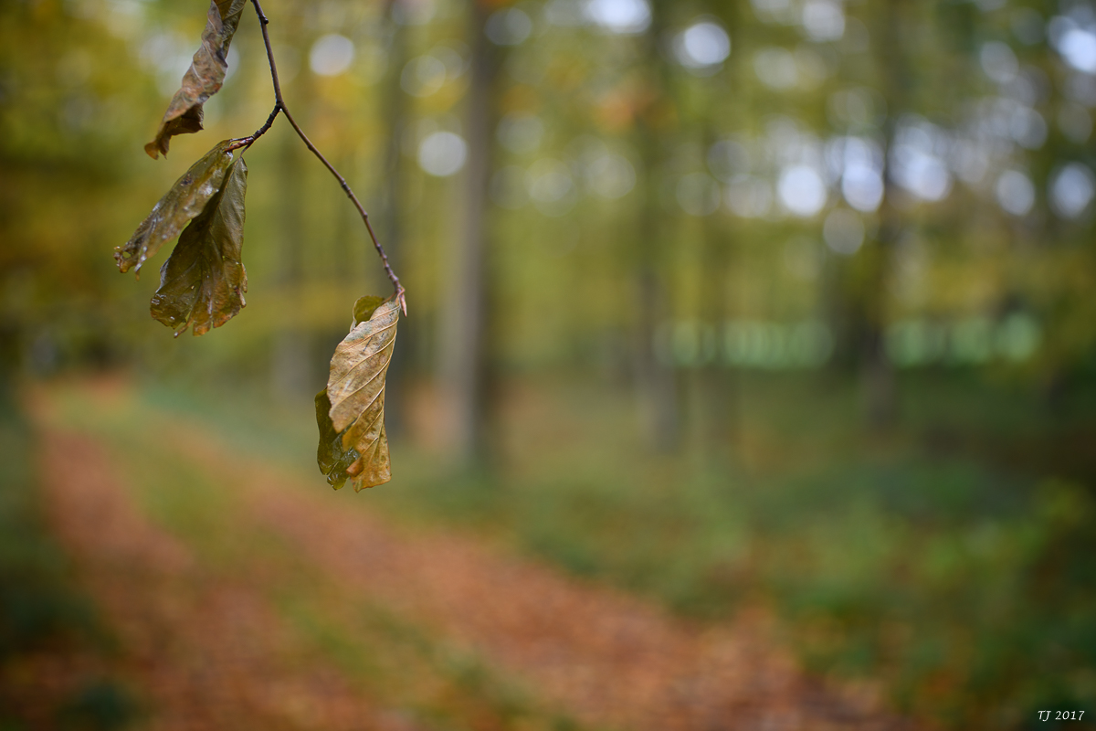 DSC_0103.jpg