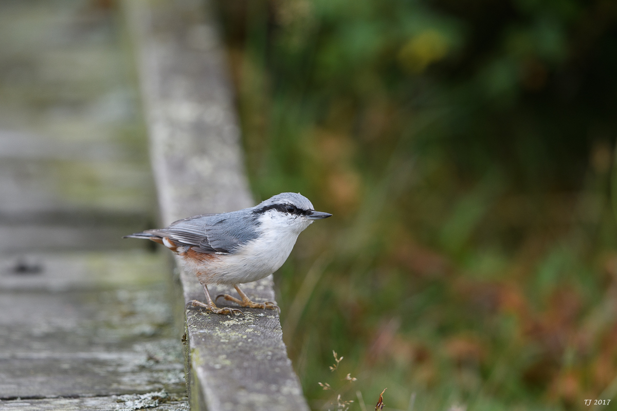 DSC_2749.jpg