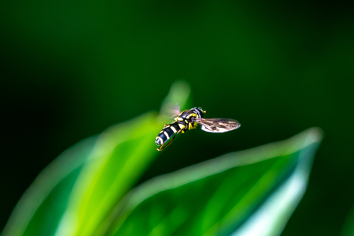 20180508_D500_1787NF.jpg