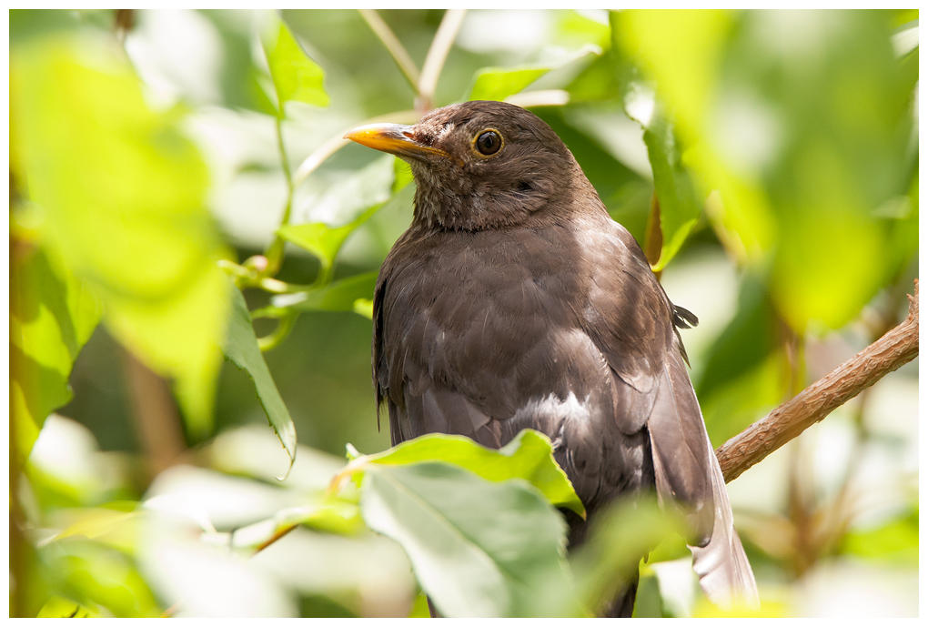 Amsel018.jpg