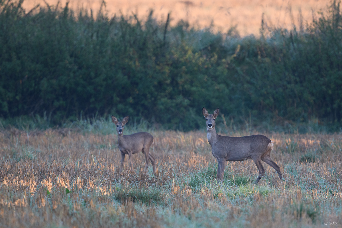 DSC_1566.jpg