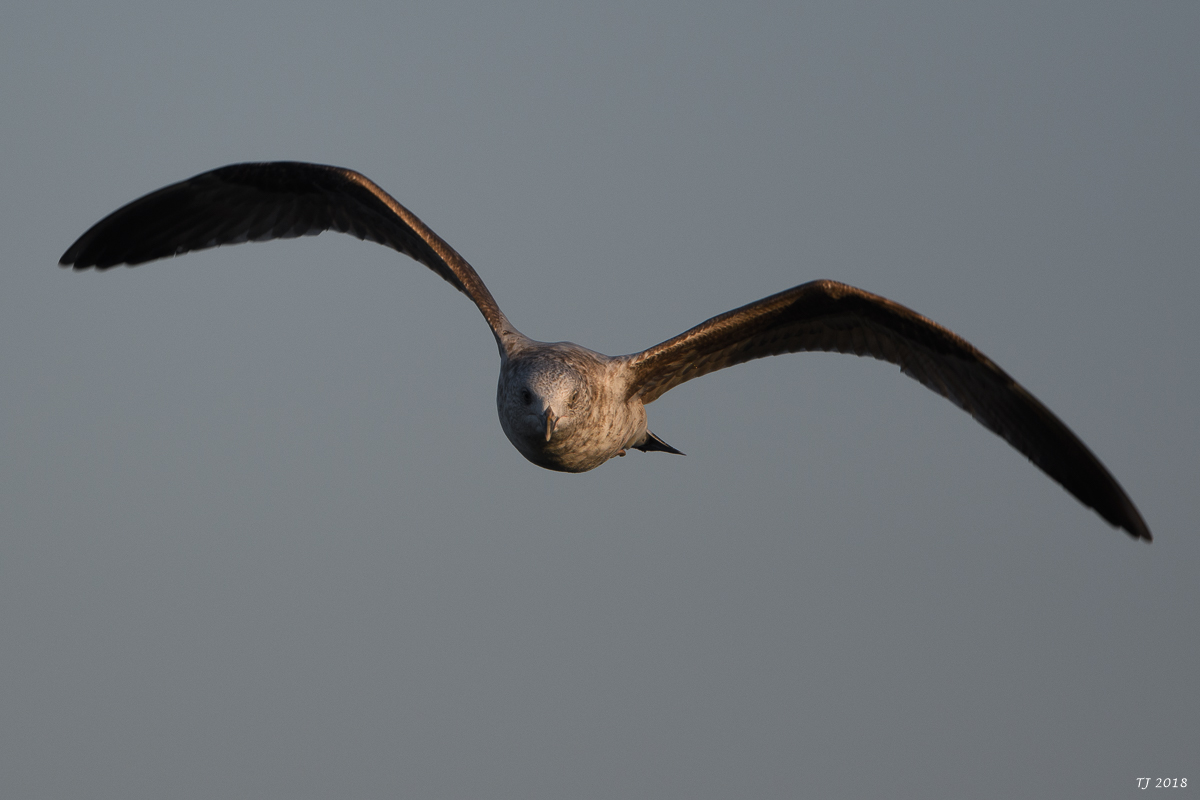 DSC_4336.jpg