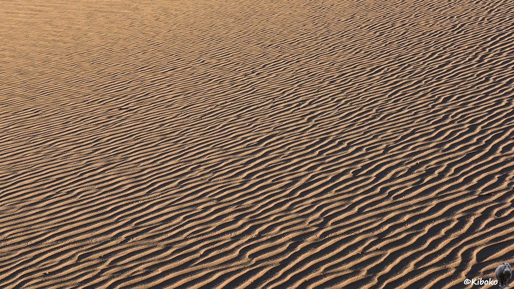 Das Bild zeigt eine Übersichtsaufnahme mit Riffeln im Sand. Durch die tiefstehende Sonne wirken die Wellen sehr plastisch.