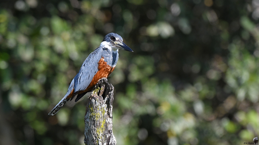 Großer graublauer Eisvogel mit rotbraunem Bauch und weiem Ring am Hals sitzt auf einem Ast am Fluss
