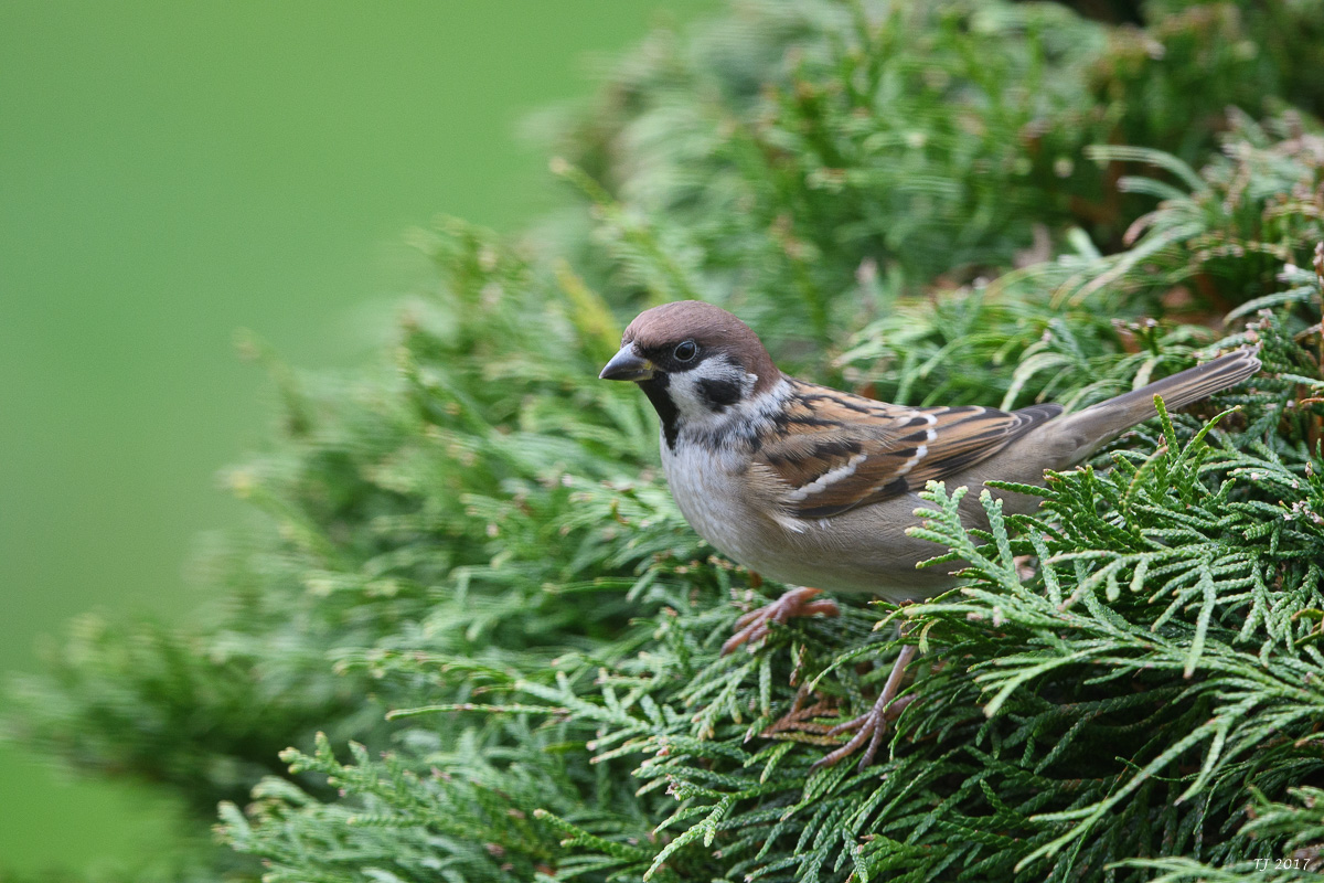 DSC_2807.jpg