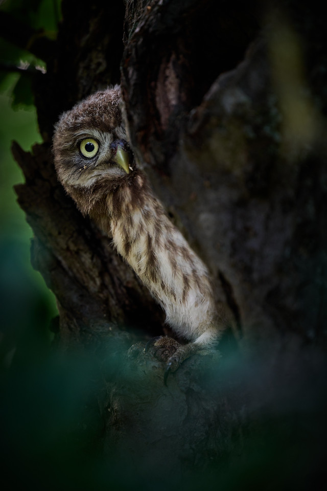 DSC_1064-X2.jpg